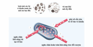 Lót giày ion bạc